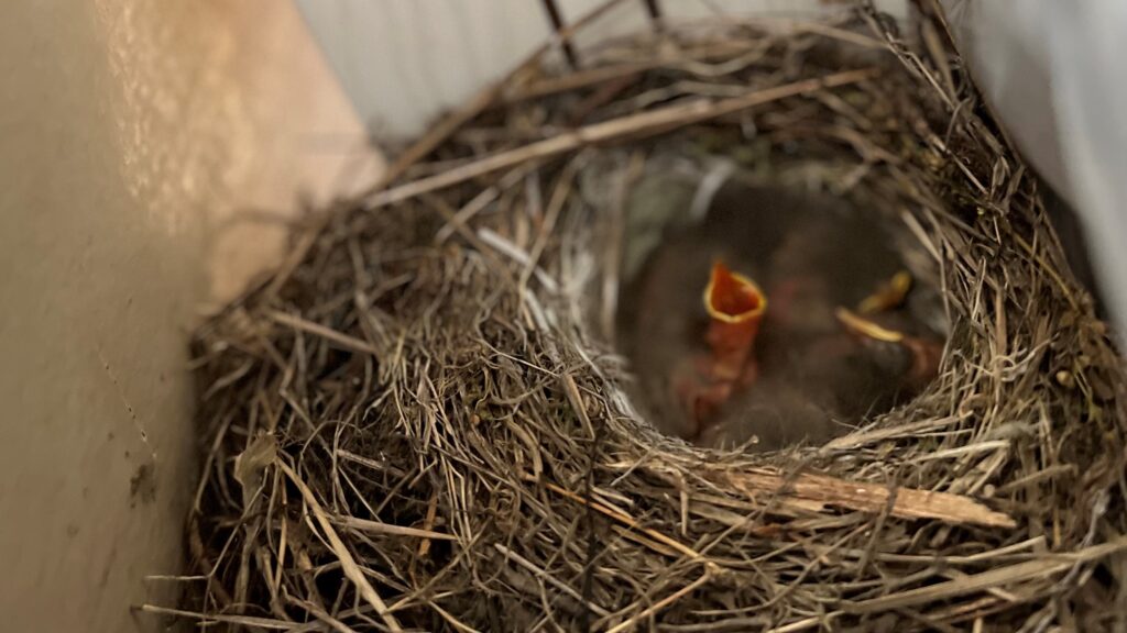 小鳥の巣